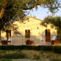  La Cicala