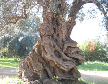 la piana degli ulivi