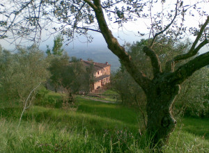 image0 Acerona