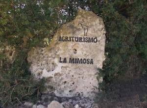 image3 La Mimosa