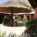 La Mimosa