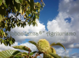 image10 Abbondanza®