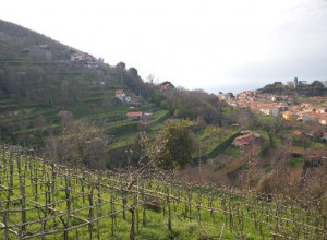 image0 Il Castagno