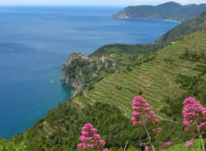 image14 Barrani