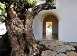 image7 Masseria De Michele