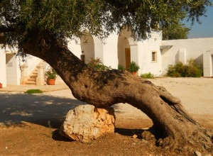 image7 Masseria De Michele