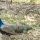 preview image19 fattoria