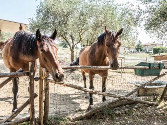 goccia di luna foto maneggio 22