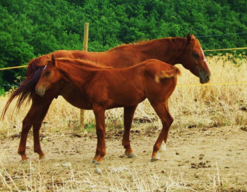 La Capretta 