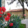 preview image8 giardino