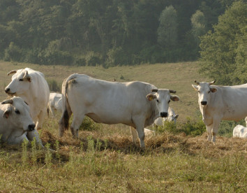 Il Felcino