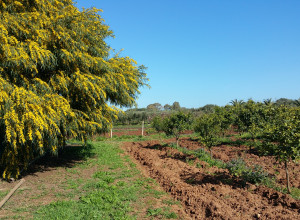 image12 Serine