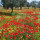 preview image8 esterno