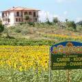 Il Girasole