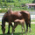 preview image5 maneggio