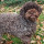 preview image4 cani