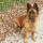preview image3 cani
