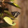 preview image2 esterno