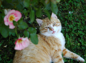 Gestore: Ulises Lima