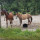 preview image4 animali