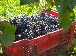 image11 Al Gelso