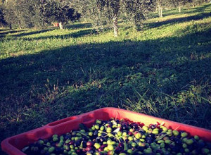 image13 Al Gelso