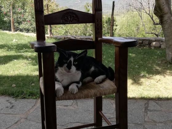 I Mandorli - foto 8
