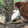 preview image10 animali