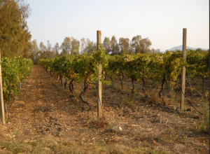 image19 Saride	