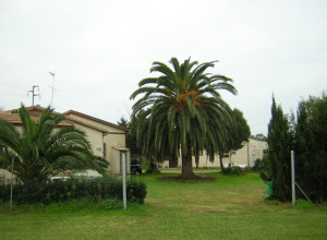 image5 Saride	