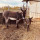 preview image4 animali