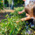preview image3 fattoria