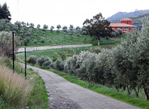 image0 Tenuta Castellesi