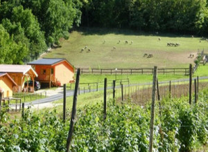 image0 Fattoria Antica Forconia