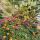 preview image19 giardino