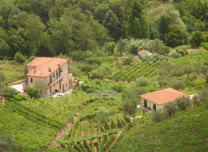 image5 La Collina Verde 