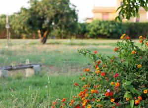 image5 Il Gelsomino Ritrovato