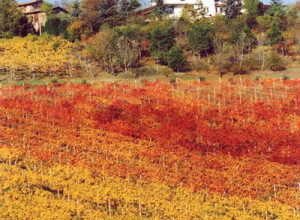 image6 Acetaia Sereni