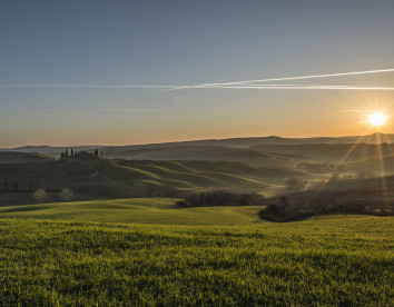 il girasole del terzuolo