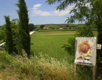 il girasole del terzuolo