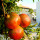 preview image26 giardino