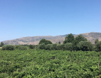 L'Antica Vigna