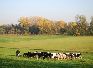 image4 Cascina Selva