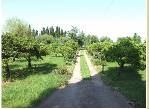 image0 Codavolpe