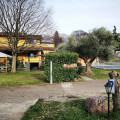 Bortolino