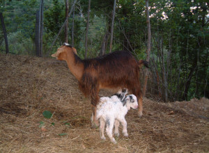 image9 Casali Di Margello