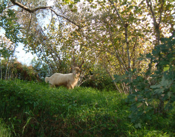 Casali di Margello