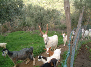 image20 Casali Di Margello