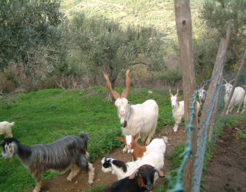 Casali di Margello