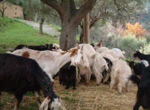 image8 Casali Di Margello